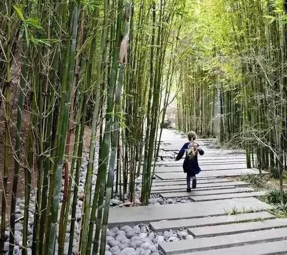 庭院竹林,显安静岁月(中)