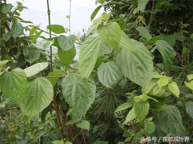 斑鸠叶做的豆腐,贵州农村叫"神仙豆腐,你想吃吗?