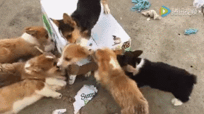 壁纸 动物 狗 狗狗 289_161 gif 动态图 动图