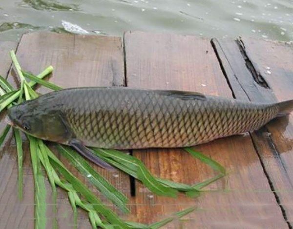 农村河里常见的4种鱼,全吃过的厉害了,1种都没吃过的没口福