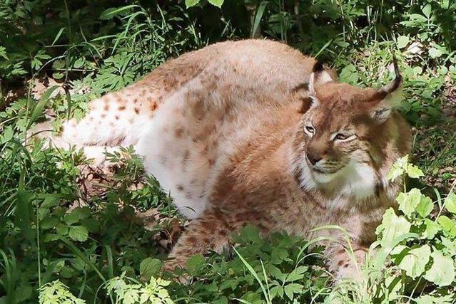 猎豹胖成虎,虎胖成球,雄性豹子被误认怀孕