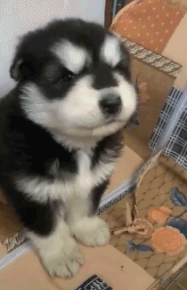 ▼4.看你瑟瑟发抖的样子就知道你有多纯了,哈哈撕家就交给你了