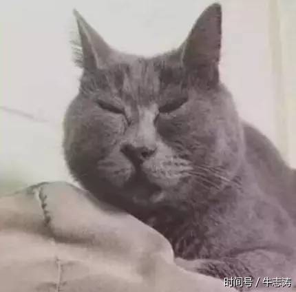 你见过最丑的猫长啥样?