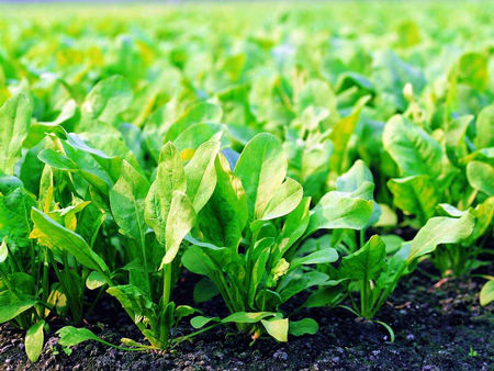 露地越冬根茬菠菜,小葱在9月下旬播种最为适宜,同小麦播期基本相同,若