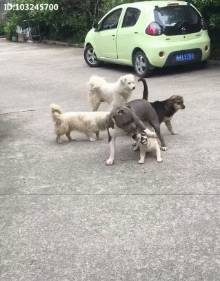 一只恶霸犬vs一群流浪狗打架,结局很意外 网友:好温柔
