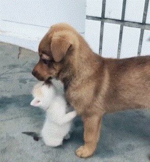 壁纸 动物 狗 狗狗 293_317 gif 动态图 动图