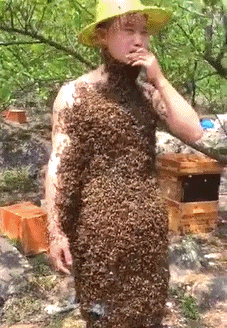 厉害了我的哥,难道就真的不怕被蜜蜂蛰到吗?