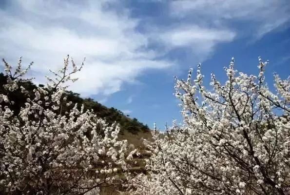 每年春天,遵化市党峪镇杨家峪村北桃花山上,万亩桃花竞相开放.花山