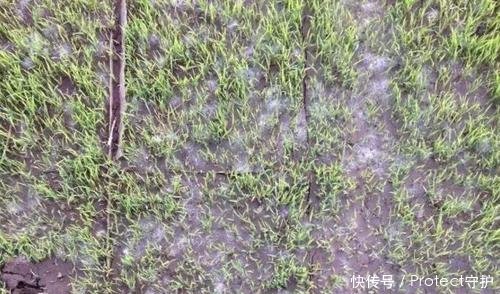 水稻育秧期的绵腐病怎么防治
