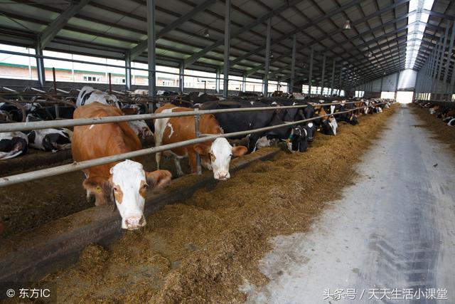 农村养殖户建造牛舍六种选择