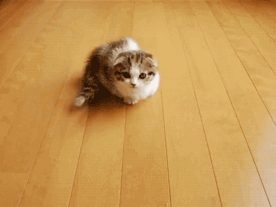 猫和妹子的8大共通点,最后一个秒杀所有男生!