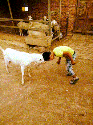 搞笑gif:熊孩子脾气倔,跟山羊顶架