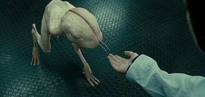 壁纸 动物 鱼 鱼类 420_200 gif 动态图 动图