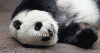 壁纸 大熊猫 动物 350_188 gif 动态图 动图