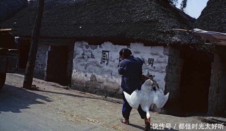 图为一名老人挎着大鹅去走亲戚,这样的情景在当时的农村经常能看到,不