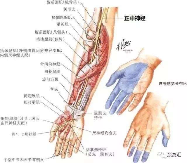 【手臂康复】康复治疗师,当患者手臂麻木,别只想到是颈椎的问题