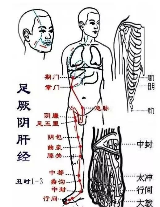 第五条:肝经