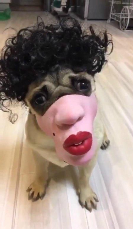 搞笑趣图段子:给自家狗狗买了一个面罩