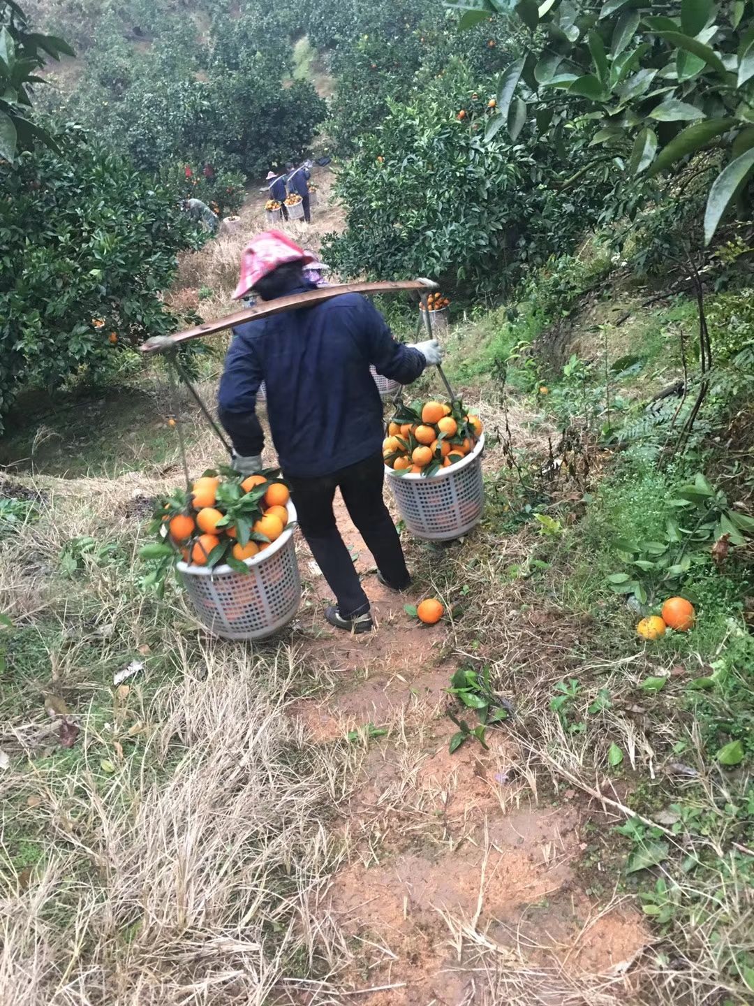 山路不好走,大家都用担子挑