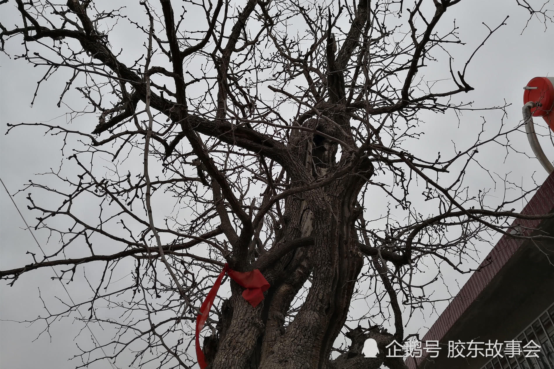 烟台莱阳这个村有棵数百年的野枣树,见证吕姓人的繁衍