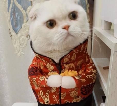 抖音会说话的刘二豆,是什么品种的猫为何成为抖音最红的两只猫咪