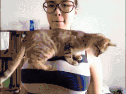 爆笑gif:女不养狗,男不养猫!刚知道女人养猫的用处 这么叼