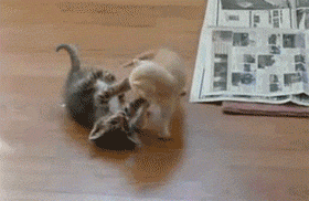 壁纸 动物 狗 狗狗 猫 猫咪 小猫 桌面 280_182 gif 动态图 动图