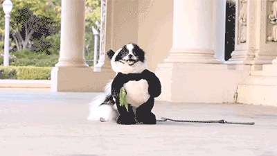 爆笑gif:厉害了,摩托车居然可以在水上滑行这么远