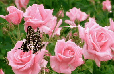 壁纸 花 桌面 400_260 gif 动态图 动图