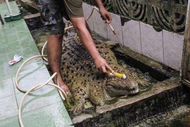 为了防止鳄鱼咬人,印尼一男子日积月累成功把它喂成400斤肥鳄