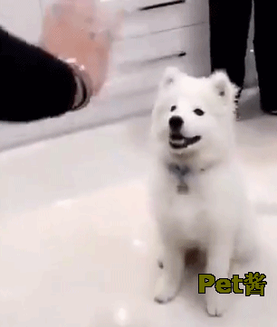 壁纸 动物 狗 狗狗 306_362 gif 动态图 动图