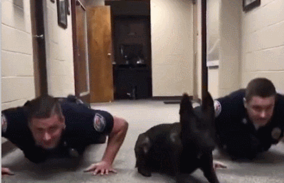 警犬机智抢镜,网友:陪警察叔叔做俯卧撑,我们是专业的