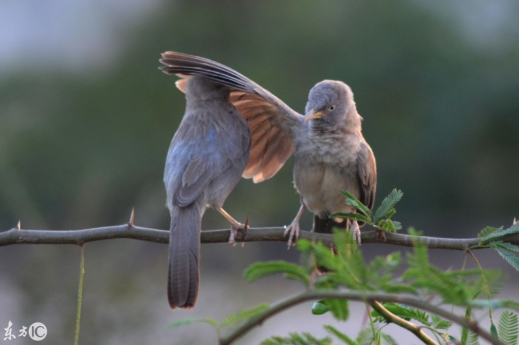 这种小鸟很会秀恩爱,竟然还会用翅膀爱抚对方?