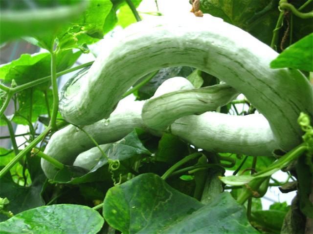 梦境的交织,老公昨晚梦见一只青蛇与一只麻蛇的深层含义探索 梦境的交织,老公昨晚梦见一只青蛇与一只麻蛇的深层含义探索