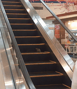 电梯 楼梯 250_290 gif 动态图 动图
