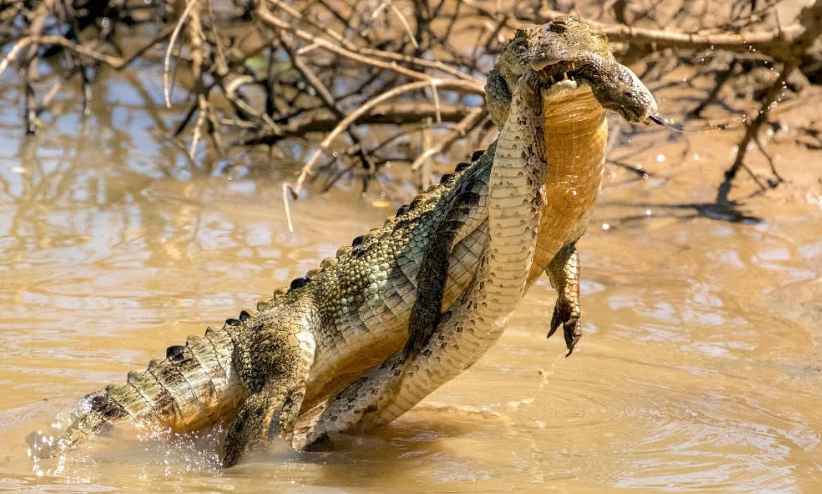 梦境解析,梦见蛇主动咬我,我反将其蛇头砍断的象征意义 梦境解析,梦见蛇主动咬我,我反将其蛇头砍断的象征意义