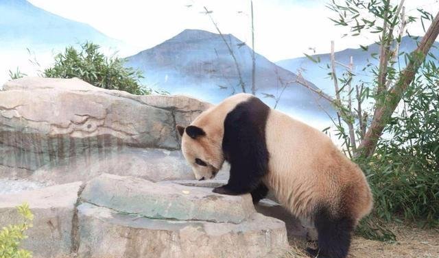 大熊猫消瘦但肚子大基地回应各项体检指标正常