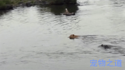 狮子过河,却被一条鳄鱼盯上了,狮子逃脱的手段太奇特