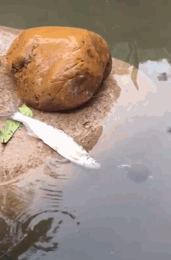 爆笑gif趣图:你都这么大的人了还玩小孩子的游戏,丢人不!