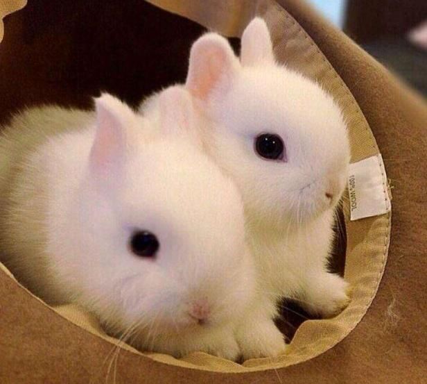 世界上最小的兔子,是不是很可爱,是不是很想养一只呢!