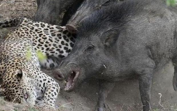 野猪活吃人图片