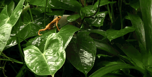 搞笑gif图片:巅峰对决,谁先笑谁就输了-北京时间