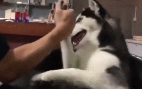 二哈:你以为耍赖就能赢么,爷靠的是实力