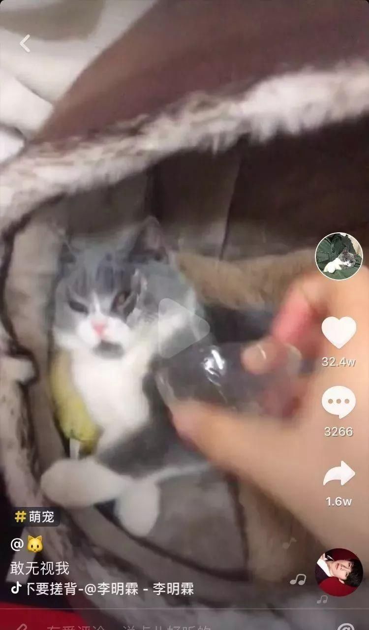 "那个拍抖音视频的人,杀死了她的猫!