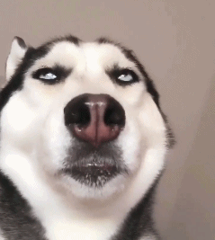 麻麻,我被二哈嘲讽了