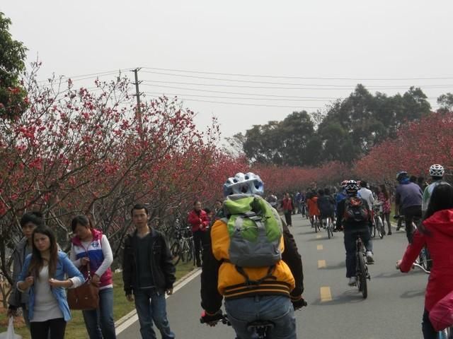 东莞松山湖桃花已凌寒盛开,吸引不少市民争相游玩赏花