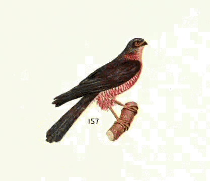 壁纸 动物 鸟 鸟类 雀 桌面 417_360 gif 动态图 动图