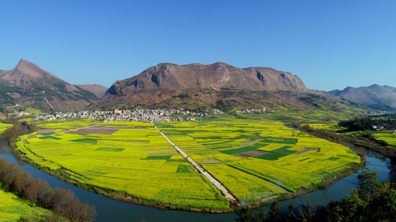 云南罗平:油菜花开春意浓