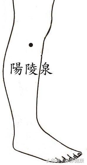 阳陵泉穴位置:小腿外侧,腓骨小头下方凹陷处.