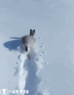 搞笑gif:没结婚前一切都挺正常,娶回家后就这样了,能退货吗?